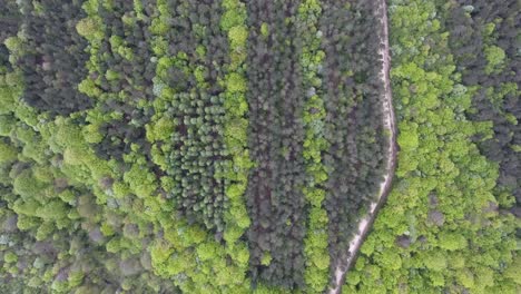 Dirt-road-in-a-hardwood-and-coniferous-forest-by-drone.-High-altitude.-Verdun